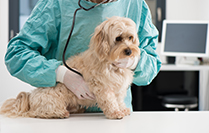 CLINIQUE VETERINAIRE DES DOC ODRU ET SCHMITT